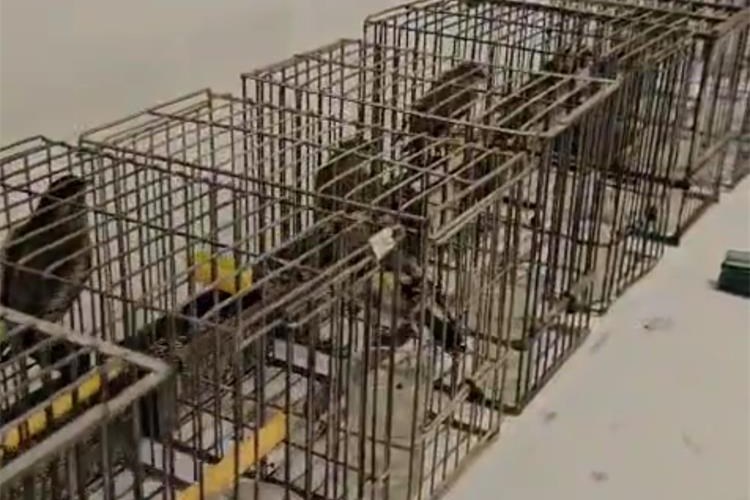 Slika /Dan%20policije%202025/ptice.jpg