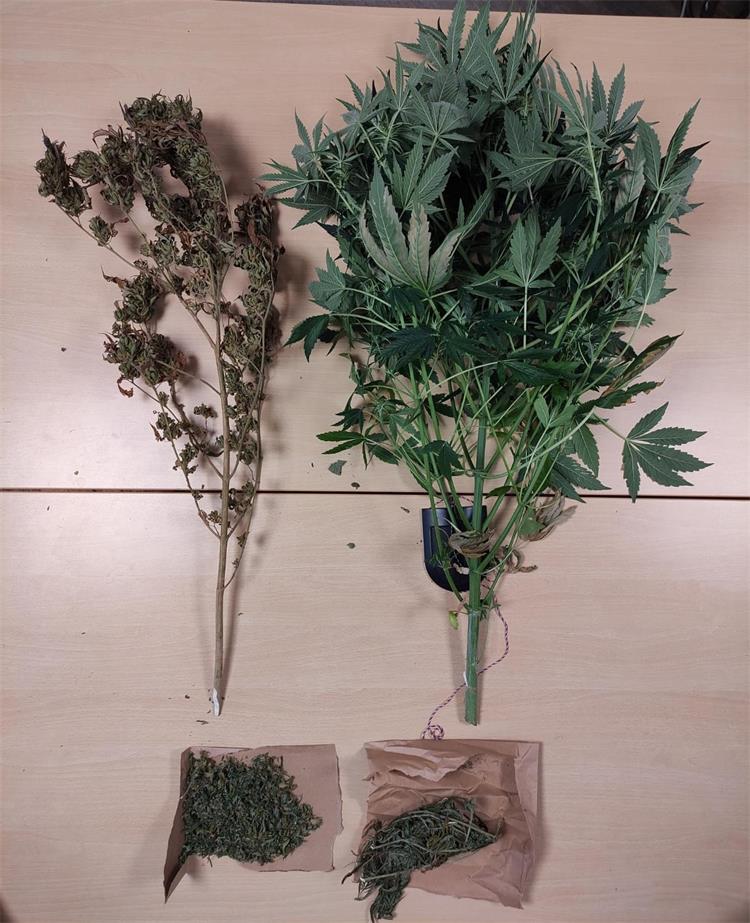 Slika /PU%20splitsko-dalmatinska%202022/Droga/Sinj%2C%20marihuana%202%20(1).jpg