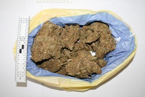 Slika /PU_SD/marihuana%2013.JPG