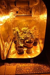 Slika PU_SD/marihuana18.3...jpg
