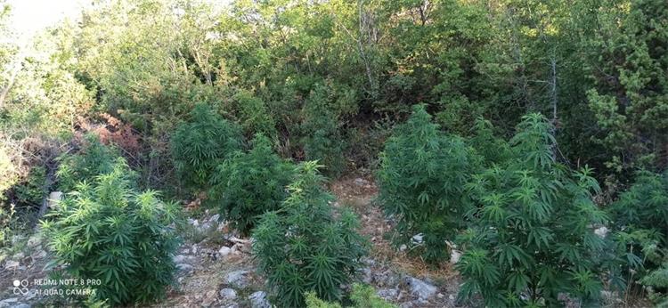 Slika PU_SD/marihuana5.7.2021%20(2).jpg